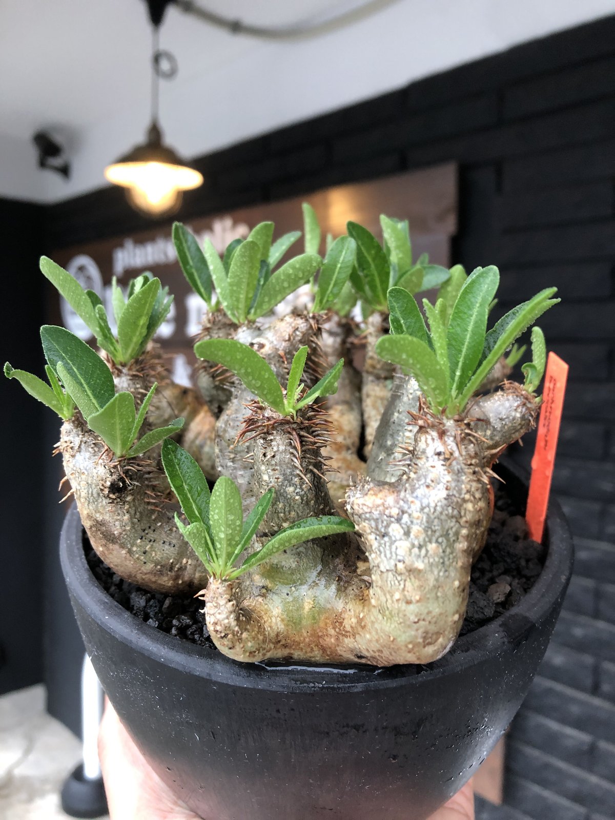 pachypodium brevicalyx《L size》※現地球発根後店主国内管理5年 pachypodium brevicalyx《L size》※現地球発根後店主国内管理5年