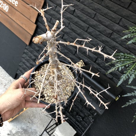 commiphora  simplicifolia《M size》シルバーの枝と棘‼︎