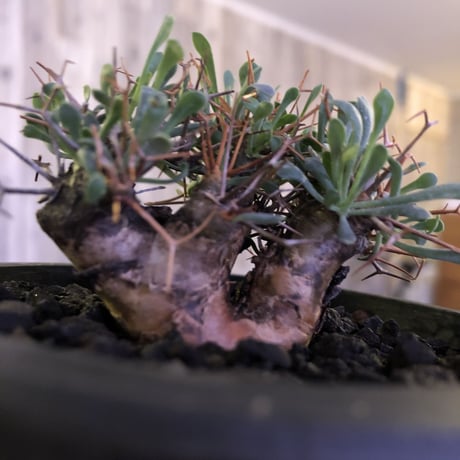 othonna   euphorbioides《S  size》mad black pot植え　※五つに分岐した枝！成熟株をミニチュアにした装い株‼︎
