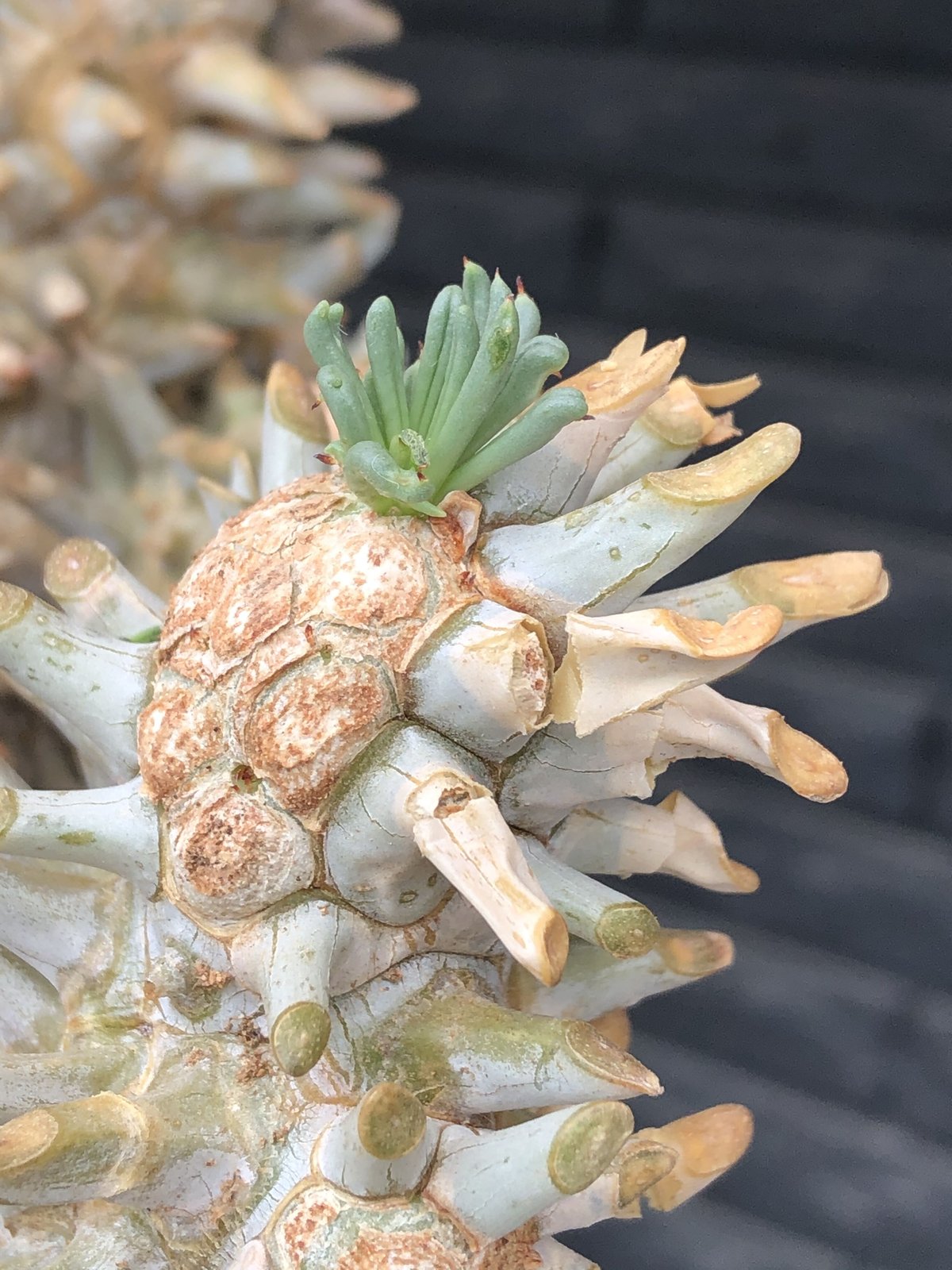 tylecodon wallichii（LL size）※現地球発根済※発根後店主国内管理8年