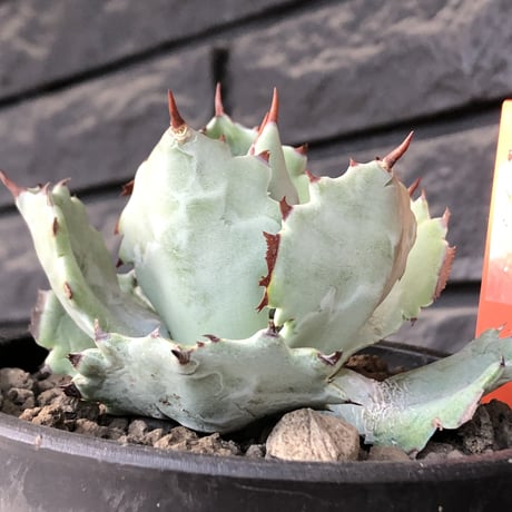 agave  isthmensis《M size》※現地球発根後店主国内管理2年株※weight低く締まり纏まり良き良バランス※mad black pot植え