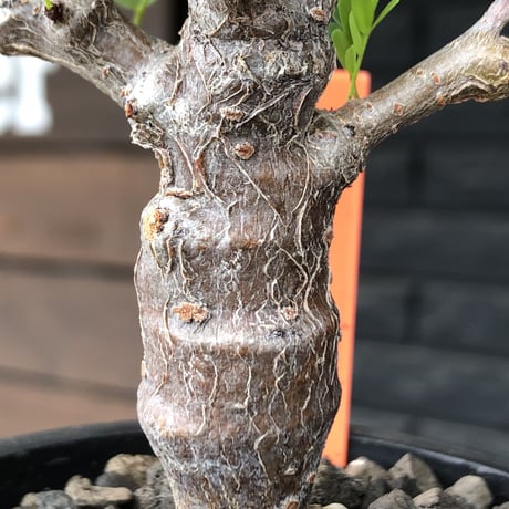 senna  meridionalis《 M size》※現地球発根後店主国内管理3年株※大変幹の色が濃く特化した肌質のセンナ‼︎強剪定繰り返した上品仕立て‼︎※mad black pot植え