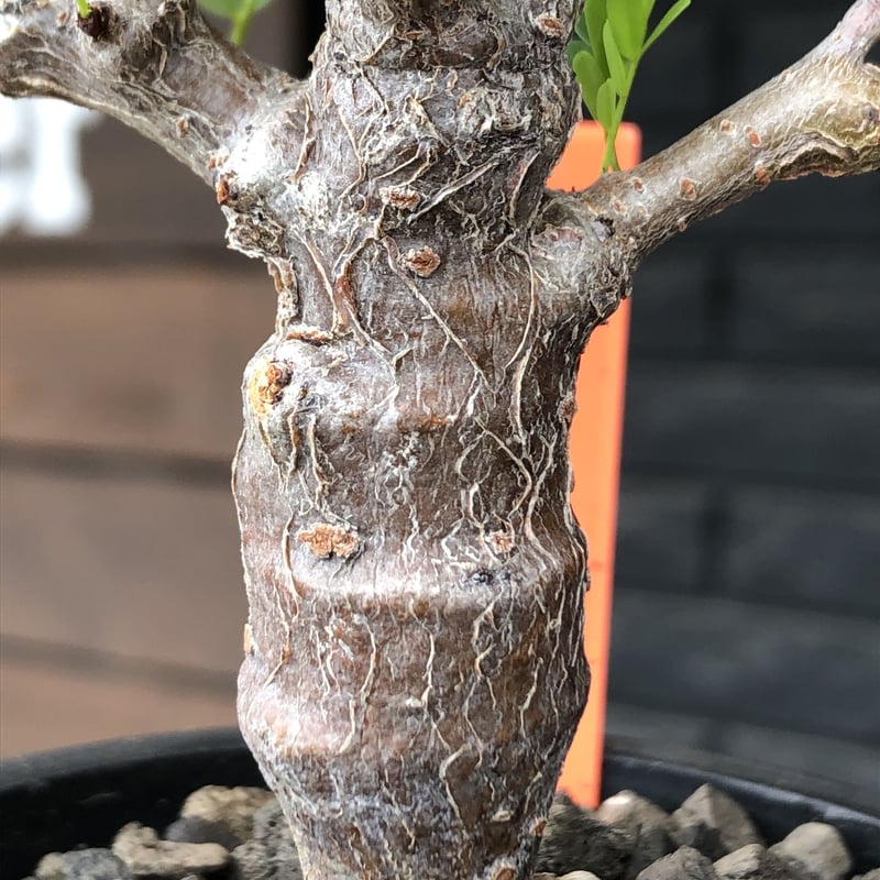 senna meridionalis《 M size》※現地球発根後店主国内管理3年株