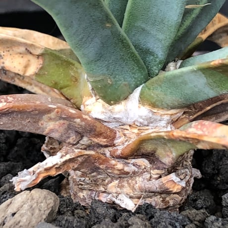 leuchtenbergia  principis 晃山《S size》※現地球株発根済※小振りながらも味深く強靭で育てやすい一属一種の有望株※black bowl pot植え