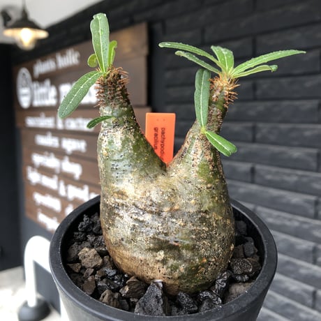 pachypodium gracilius《小さめM size》希少green肌&二頭枝※現地球発根後店主国内管理2年株※大変ぼってり感も強く纏まり良き良樹形グラキ※mad black pot植え
