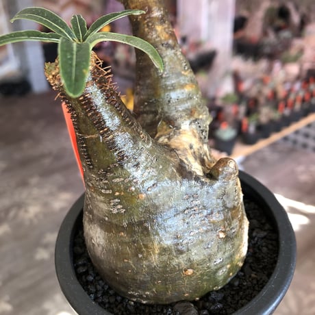 pachypodium gracilius《小さめM size》現地焼け肌※現地球発根後店主国内管理3年株※岩肌に当たり育ったエグれ傷を持つwildな出立ちが堪らない※mad black pot植え