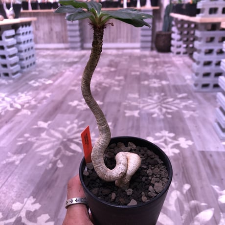 euphorbia     ramena《 M size》