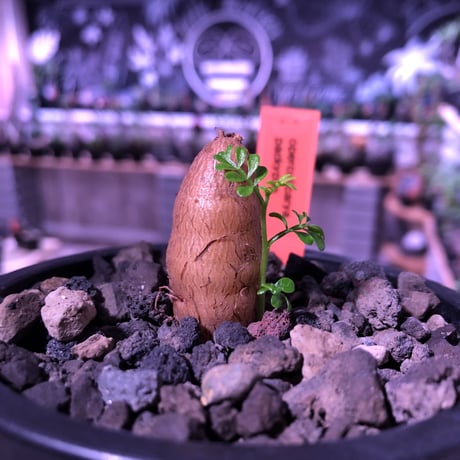 opercullicarya   packypus  littmon  seed🌱 《4年半株》脇芽🌱が可愛すぎる一株‼︎※mad black  bowl  pot植え！