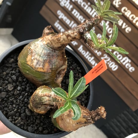 pachypodium gracilius 《L size》希少‼︎green肌&極現地焼け3-he'd株※現地球発根後店主国内管理3年株※全てが堪らない低重心3分頭※black bowl pot植え