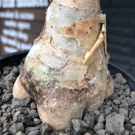 cyphostemma currori《大きめM size》希少種※現地球発根後店主国内管理4年株※ひび割れた立体ボコボコ表皮&ぼってり樹形が堪らない一株※mad black pot植え