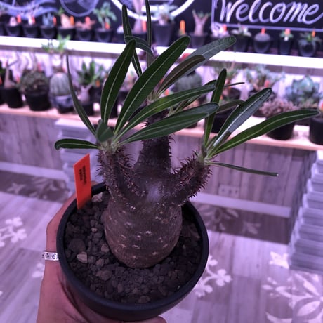 packypodium  gracilius 黒肌《M size》  現地球  発根済み株   mad black bowl pot植え