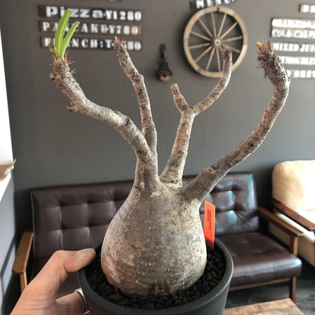 packypodium  gracilius  《L size》 ※現地球  発根済み株   ※極球体株‼︎ ※mad black pot植え　※店主管理４年株