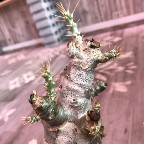 packypodium   saundersii（L  size）※現地球発根済み株‼︎  ※ぼってり樹形の年代物サンデルシー‼︎※限定１株