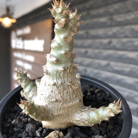 pachypodium windsorii《M size》※選抜littmon seed🌱※weight低き極ぼってり株元&枝振りも◎良樹形※mad black pot植え
