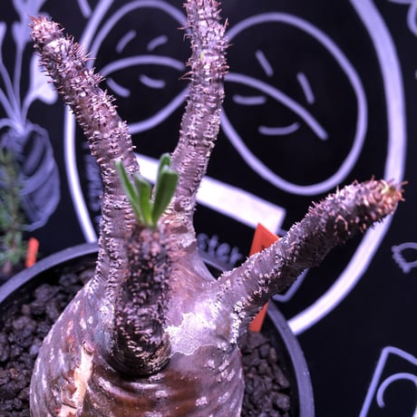 packypodium  gracilius 赤肌 《M size》  現地球  発根済み株   mad black pot植え（限定①株）