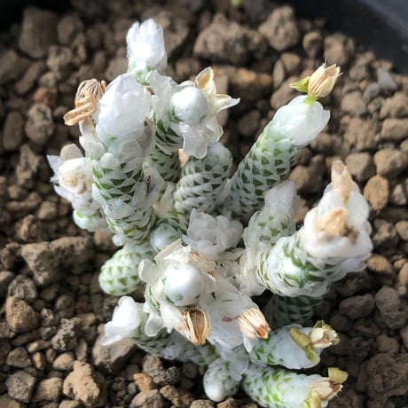 avonia recurvata ssp.buderiana《M size》希少種‼︎※現地球株発根済※肉厚で鱗の様な綺麗模様に白花を咲かせるかわいく太め塊根な一株※black pot植え
