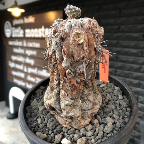 copiapoa cinerea 黒王丸《M size》※現地球発根後店主国内管理21年株※極上‼︎全身から生命力感じる木質ミイラ化した極上株※mad black bowl pot植え