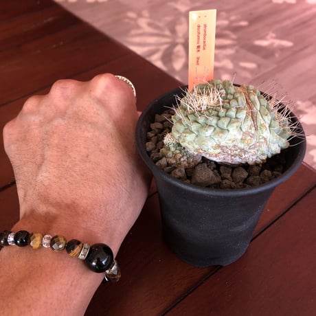strombocactus  菊水《M size》3分頭株  希少3hed‼︎  ※店主管理国内６年株
