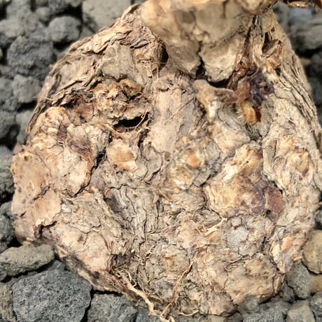 pelargonium  lobatum《L size》※現地球株発根済※丸みが強く大振りサイズながら大変整った一株‼︎※black pot植え