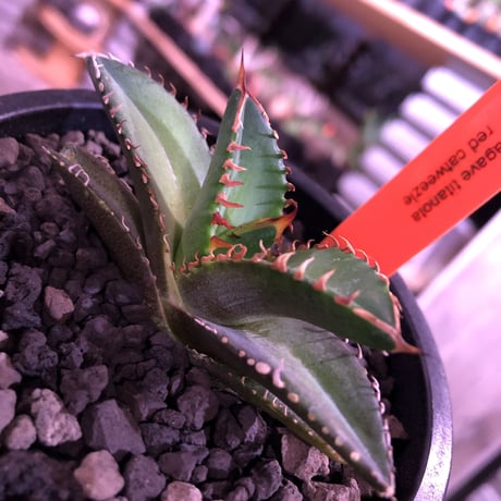 agave  titanota    red  catweezle《S size》※大人気の赤棘チタノタ‼︎ ※mad black pot植え（限定3株）