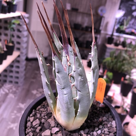 agave    utaensis  eborispina《M  size》