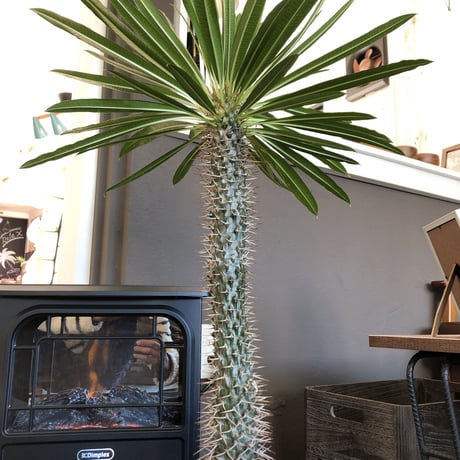 packypodium lamerei
