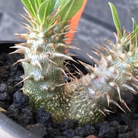 pachypodium densicaule ｗ-he'd恵比寿大黒《M size》※littmon seed🌱※恵比寿大黒らしからぬ双頭株のかわいい一株※mad black bowl pot植え