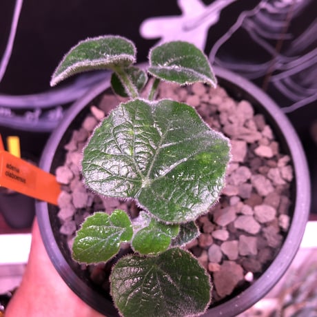 adenia   olaboensis