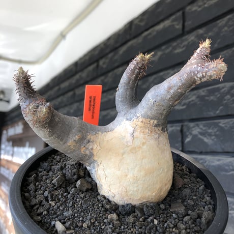 pachypodium gracilius《大きめM size》※現地球発根後店主国内管理4年株※絶妙な捻くれbalance&大きなポケットを持つトトロ樹形※mad black bowl pot植え