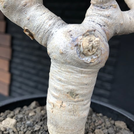 othonna  furcata《 LL size》極白肌良樹形※現地球発根後店主国内管理5年株※極美白肌且つ大きめながら大変枝振りバランスも良き一株※mad black bowl pot植え