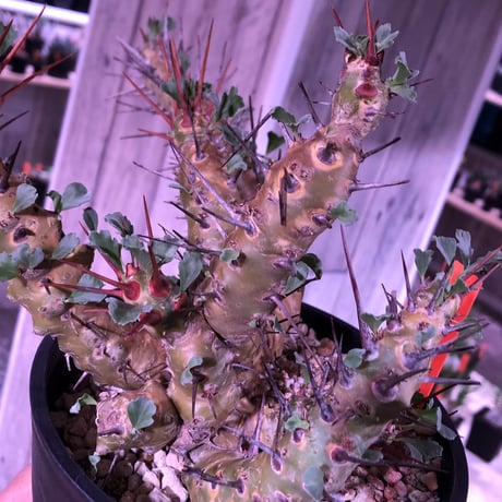 sarcocaulon  crassicaule《L size》