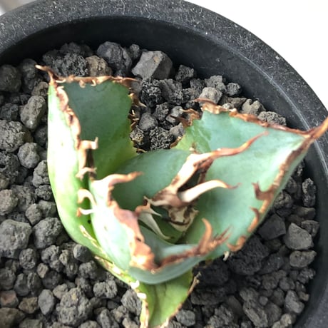 agave titanota  白鯨陽炎type《S size》※現地球株発根済 ①※唸り良き鋸歯に幅広肉厚タイプ※black pot植え