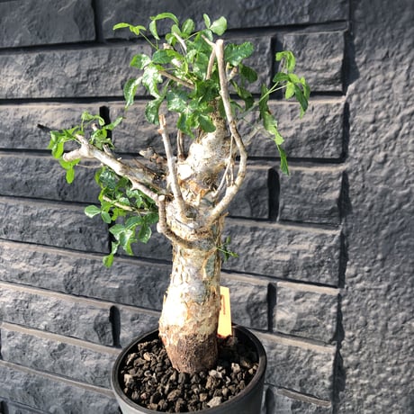 commiphora   humbertii《 M  size》※発根芽吹き済み株‼︎ ※wildな一際異彩を放つ大変綺麗な美株フンベルティー‼︎※mad black pot植え
