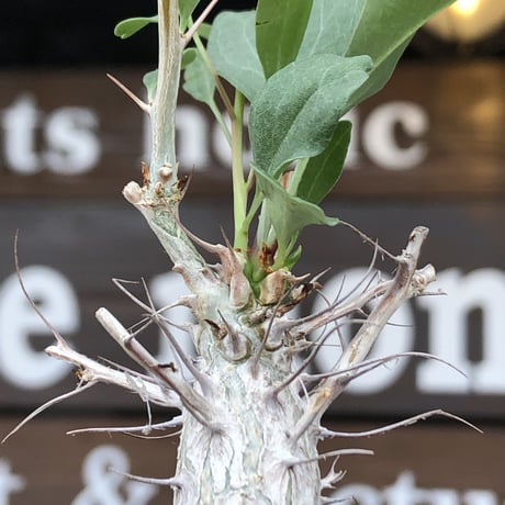fouquieria columnaris 観峰玉《大きめS size》※現地球発根済株※美しい白肌に丈の締まった良樹形な冬の人気者※mad black pot植え