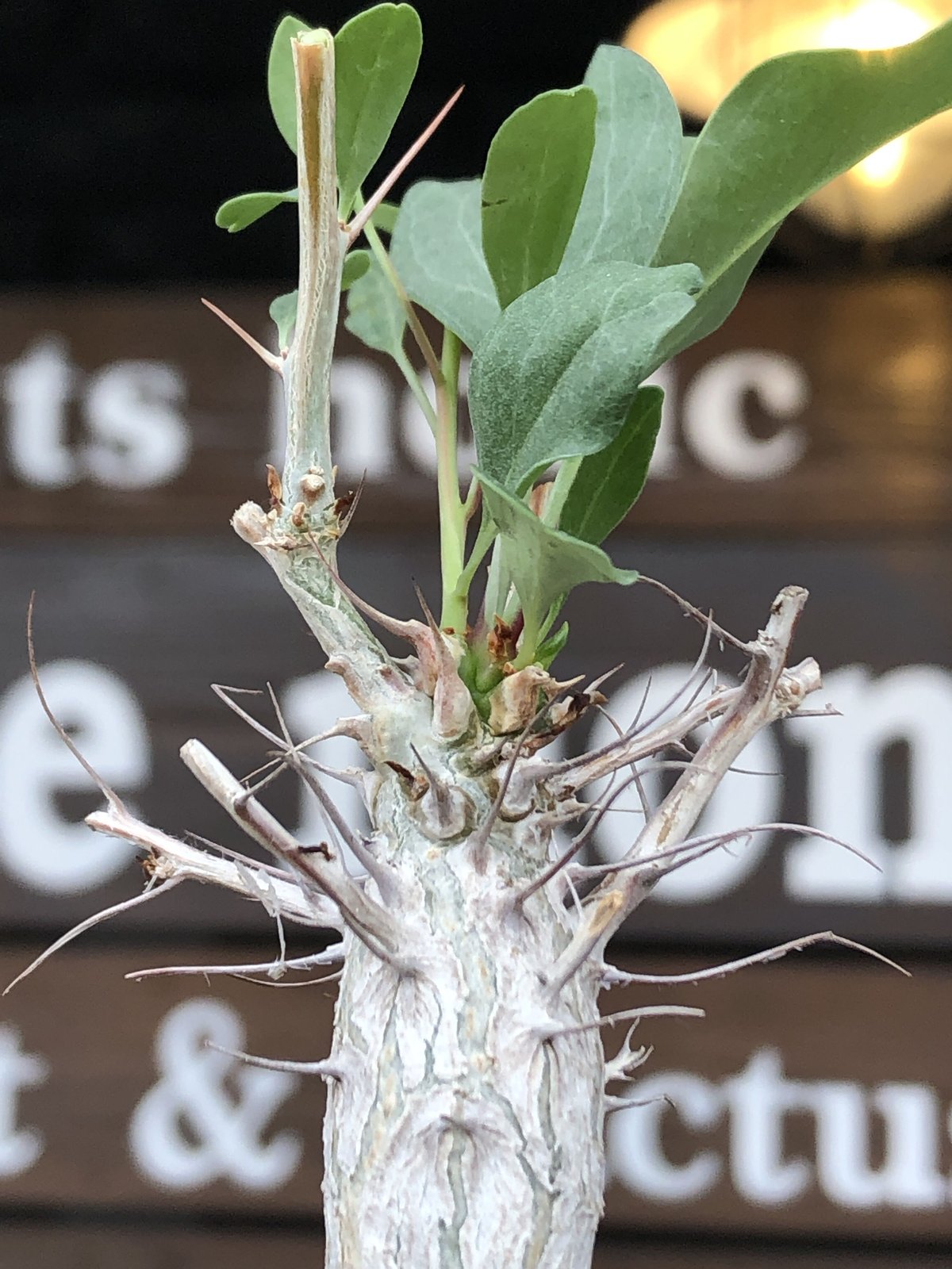 fouquieria columnaris 観峰玉《大きめS size》※現地球発根済株 fouquieria columnaris 観峰玉《大きめS size》※現地球発根済株