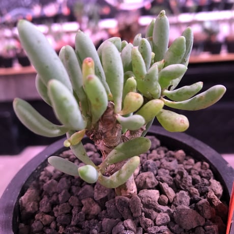 othonna clavifolia《S size》※ぷっくり多肉質の葉を展開する冬型の人気者‼︎オススメ株※mad black pot植え