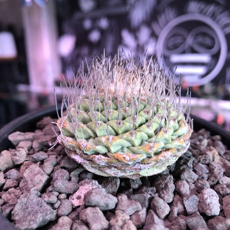 strombocactus 菊水《M size》希少‼︎現地球発根済株※店主国内管理8年株※激希少株の上、美しい樹形で堪らない良きサイズ感‼︎※mad black bowl pot植え