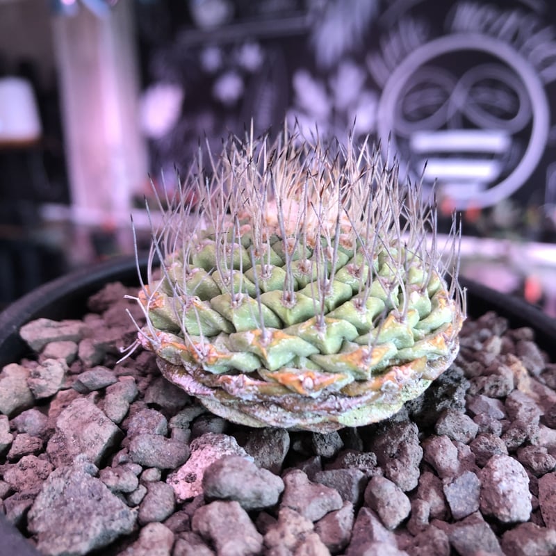 strombocactus 菊水《M size》希少‼︎現地球発根済株※店主国内