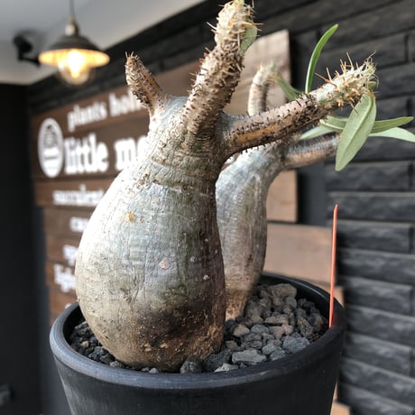 packypodium  gracilius《M size》W-he'd株🌵🌵※現地球発根済株※店主国内管理3年株※compactぼってり樹形‼︎丸々かわいい二分頭※mad black pot植え