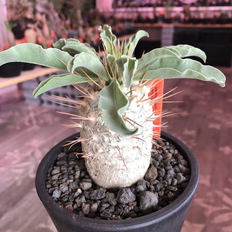 packypodium  namaquanum 光堂《L size》littmon seed🌱※激希少big光堂‼︎時間かけしっかり育てた渾身の一株‼︎※mad  black pot植え