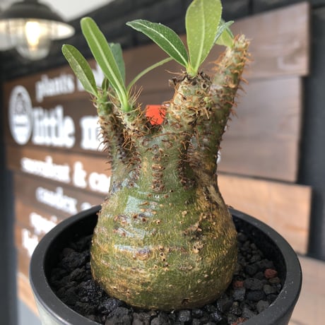 pachypodium  gracilius《大きめS size》希少‼︎green肌＆現地焼け株※現地球発根済株※店主国内管理2年株※球体よりの丸み強き良樹形※mad black pot植え