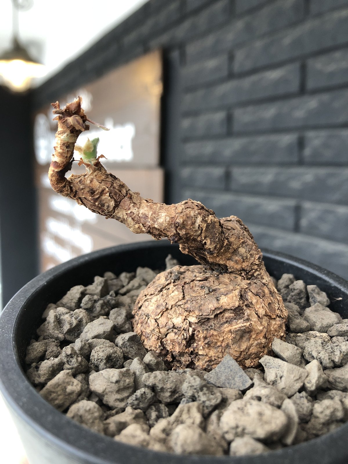 ペラルゴニウム・トリステ　花芽あり　塊根植物 新芽付き 黒ポット ペラルゴニウム・トリステ 花芽あり 塊根植物 新芽付き 黒ポット