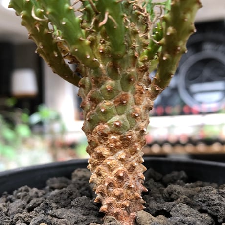 euphorbia caput-medusae 天荒竜《S size》※現地球株発根済※珍しい小振りながら整った樹形バランスと枝振りも良き一株‼︎※black bowl pot植え