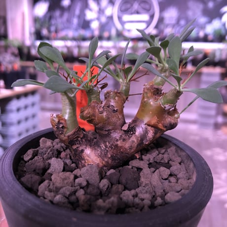 othonna   euphorbioides《大きめS size》※大変balance良き綺麗めオイデス‼︎オススメ株！※mad black pot植え