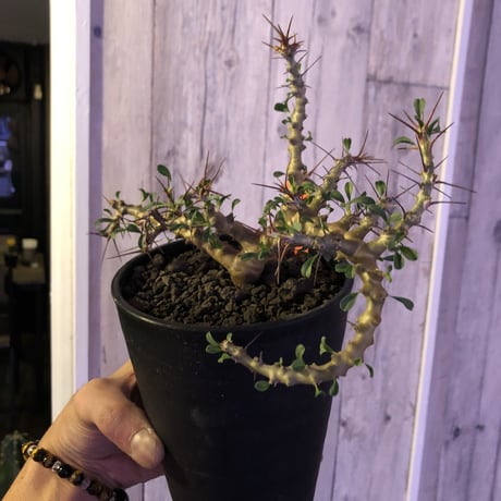 sarcocaulon  camdeboense《M  size》希少
