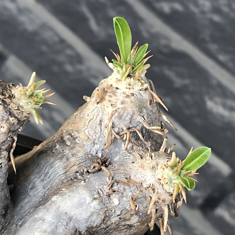 pachypodium eburneum《L size》※現地球発根後店主国内管理4年株※岩