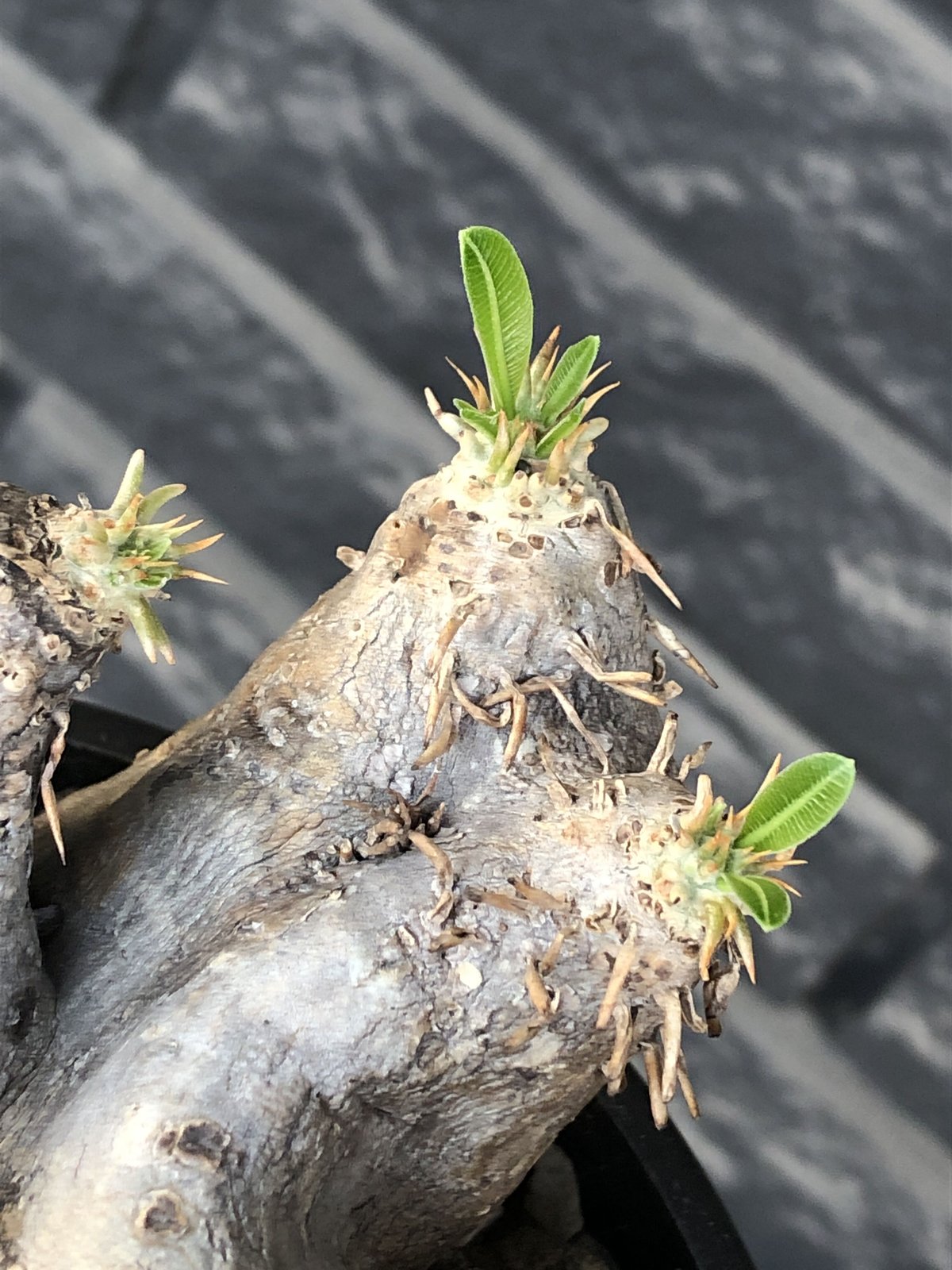 pachypodium eburneum《L size》※現地球発根後店主国内管理4年株※岩