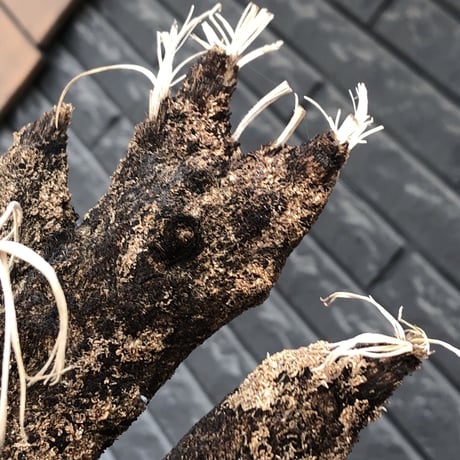 xerophyta  trichophylla《S size》※現地球発根後店主国内管理2年株※驚愕強靭株※枝振り良くweight低く堪らなくかわいい小振りサイズ※mad black pot植え