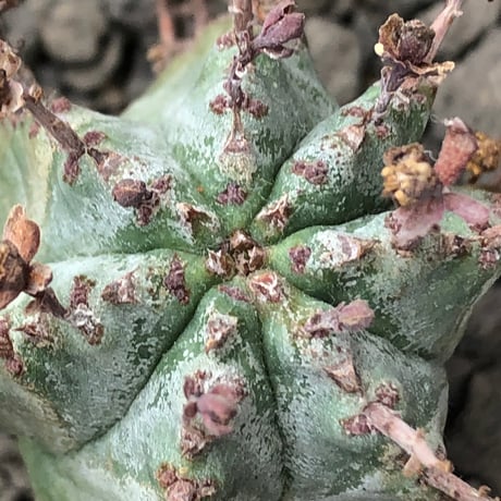 euphorbia horrida alba × valida《大きめS size》※現地球株発根済※両者の良さが相まった現地自然交配による激レア渾身の一株※black bowl pot植え
