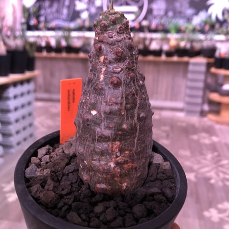 euphorbia   pachypodioides《M size 》ぼってり樹形で堪らないほど愛くるしい1株‼︎※mad black pot植え‼︎